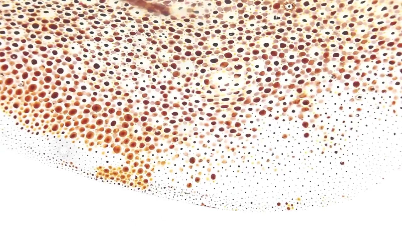 Close-up of colorful squid skin patterns